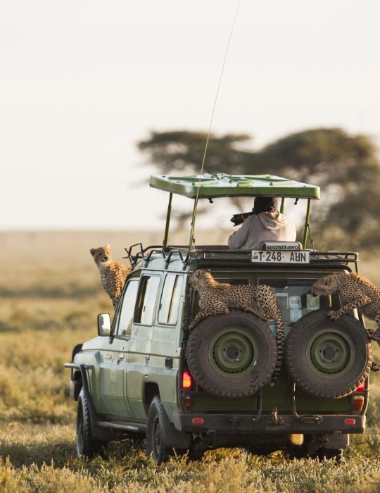 Serengetii-Safari-Tanzania.jpg